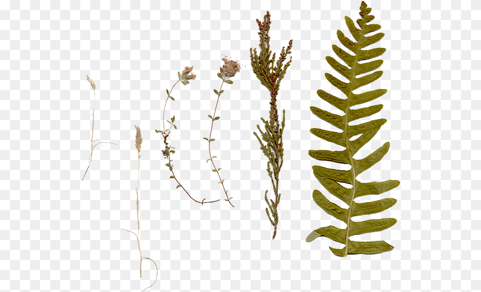 Twig, Fern, Grass, Plant, Moss Free Transparent Png