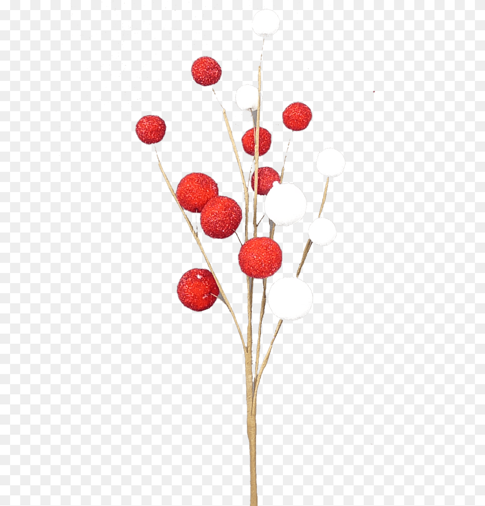 Twig, Plant, Berry, Food, Fruit Png