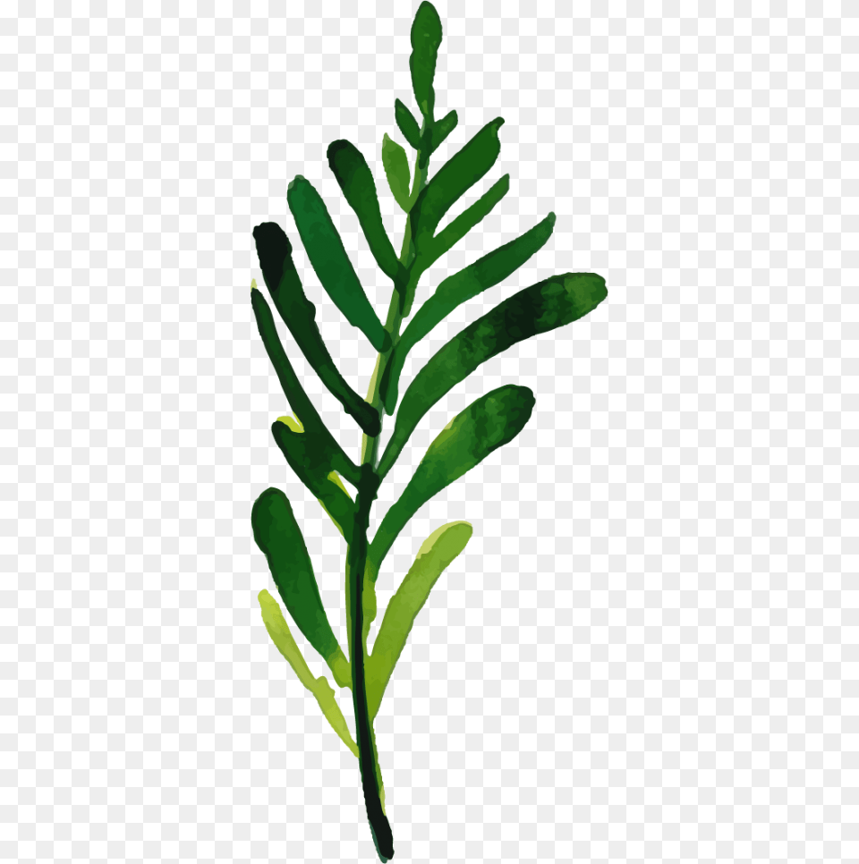 Twig, Green, Leaf, Plant, Tree Png Image