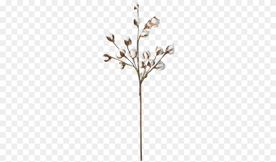 Twig, Flower, Plant, Accessories, Jewelry Free Png Download