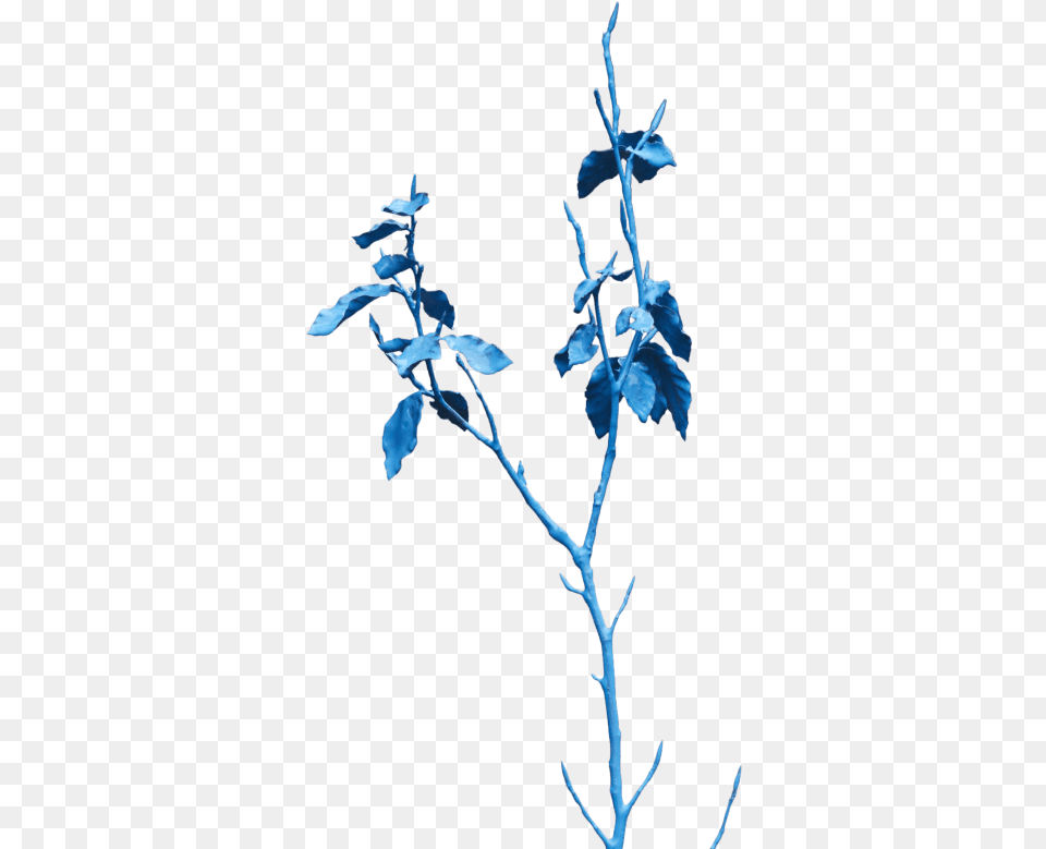 Twig, Plant, Ice, Leaf, Weather Free Png