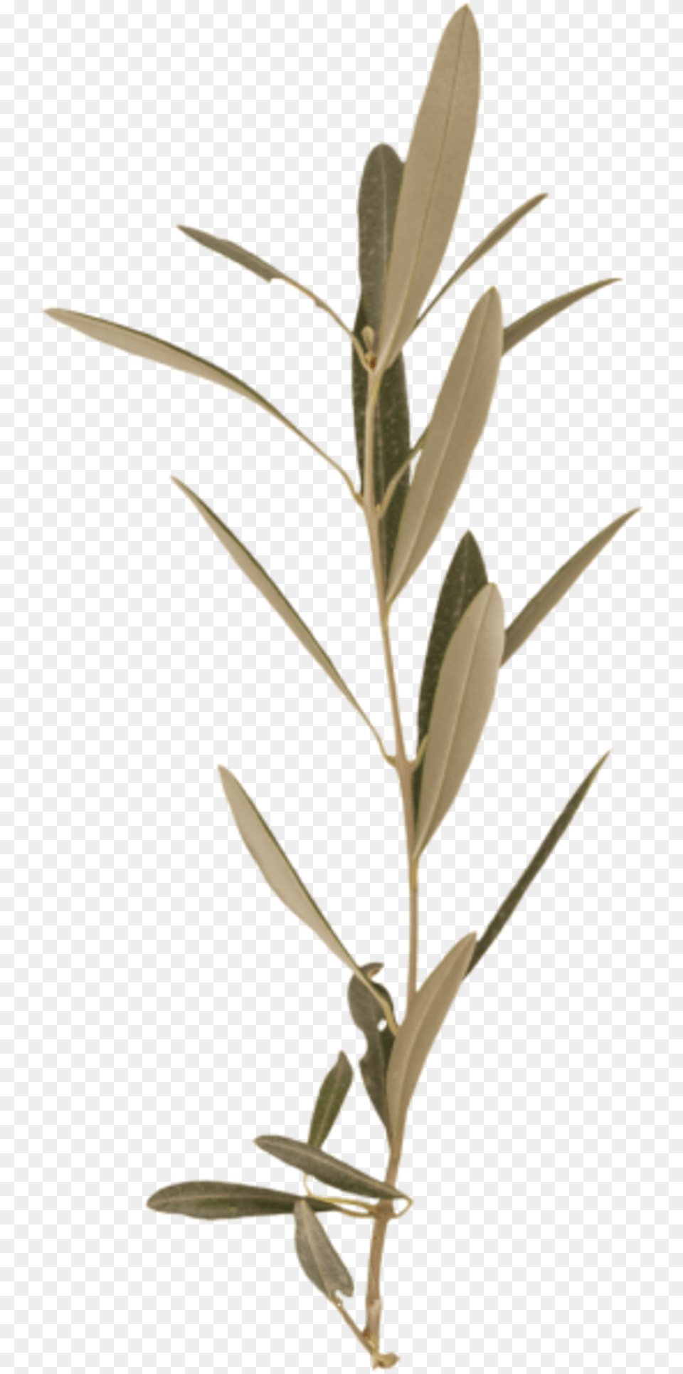 Twig, Herbs, Tree, Plant, Grass Free Transparent Png