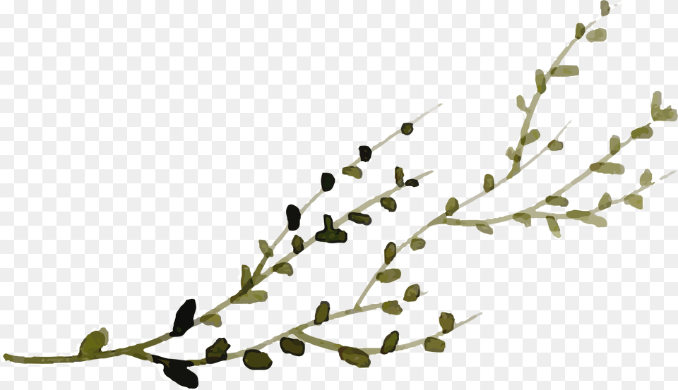 Twig, Herbal, Herbs, Leaf, Plant Free Transparent Png