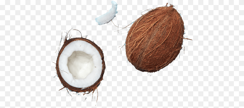 Twig, Coconut, Food, Fruit, Plant Png