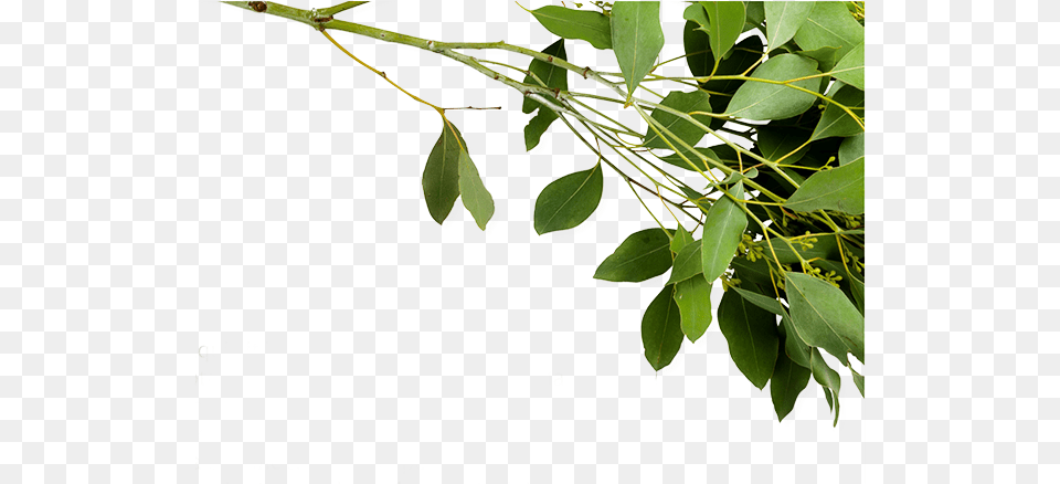 Twig, Leaf, Plant, Tree, Herbal Free Png Download