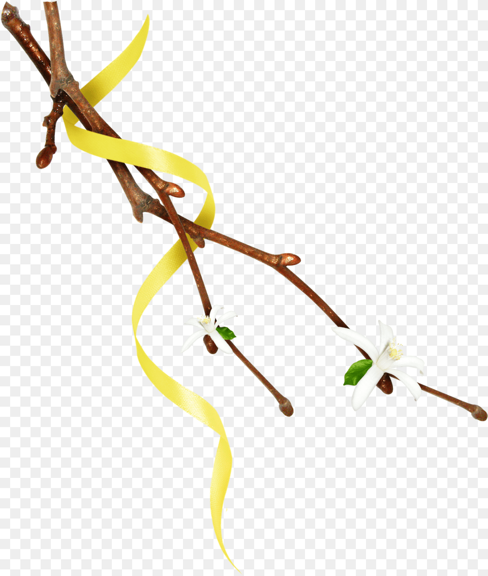 Twig, Flower, Flower Arrangement, Plant, Petal Free Transparent Png