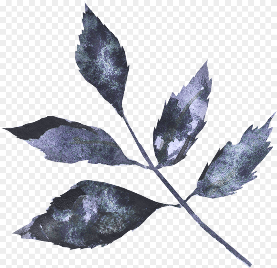 Twig, Leaf, Plant, Tree Free Png Download
