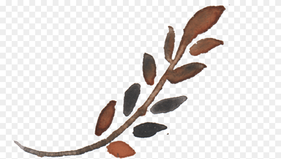 Twig, Leaf, Plant, Bud, Flower Png