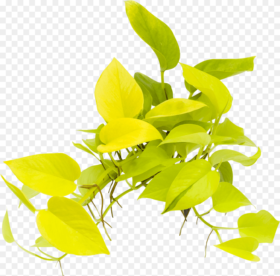 Twig, Leaf, Plant, Potted Plant, Vine Free Png