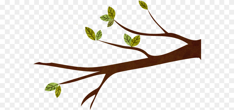Twig, Leaf, Plant, Tree, Annonaceae Free Png