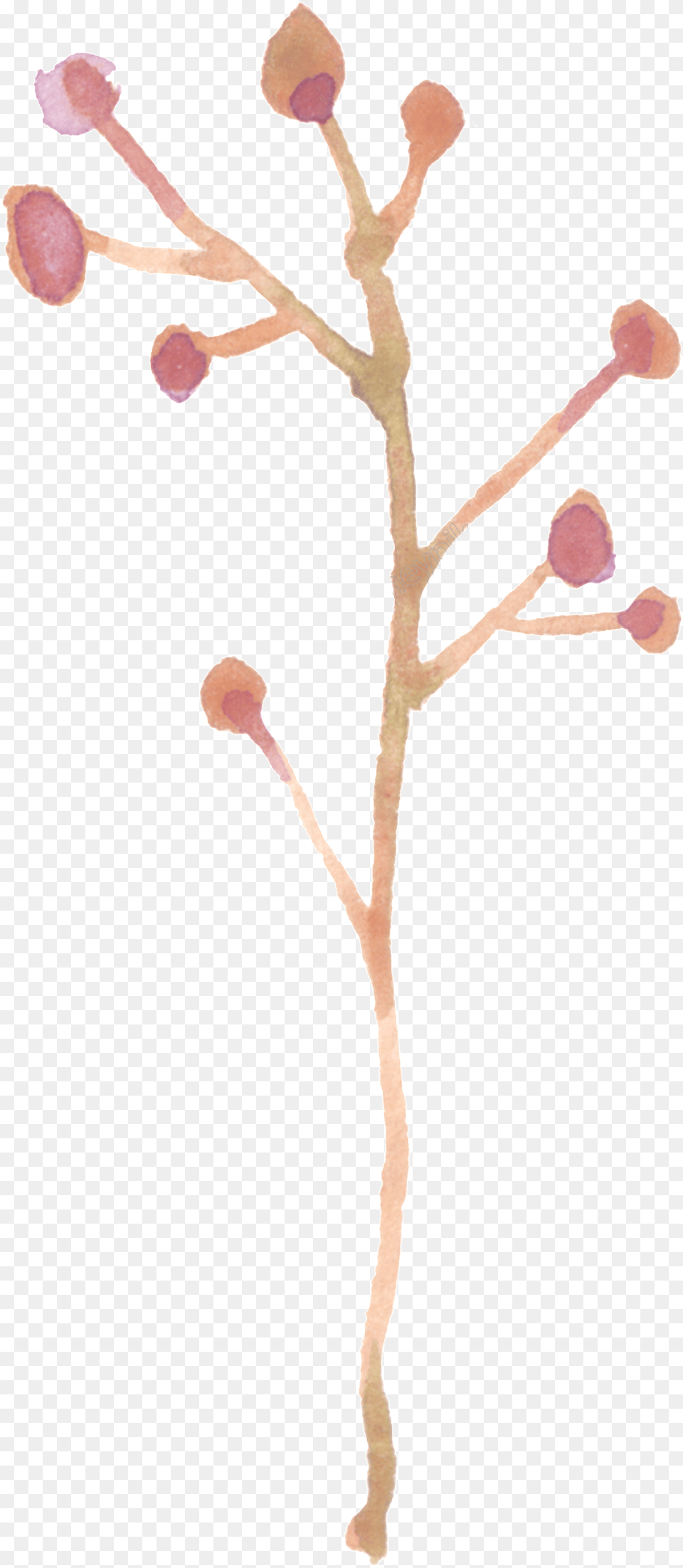 Twig, Bud, Flower, Plant, Sprout Free Png Download