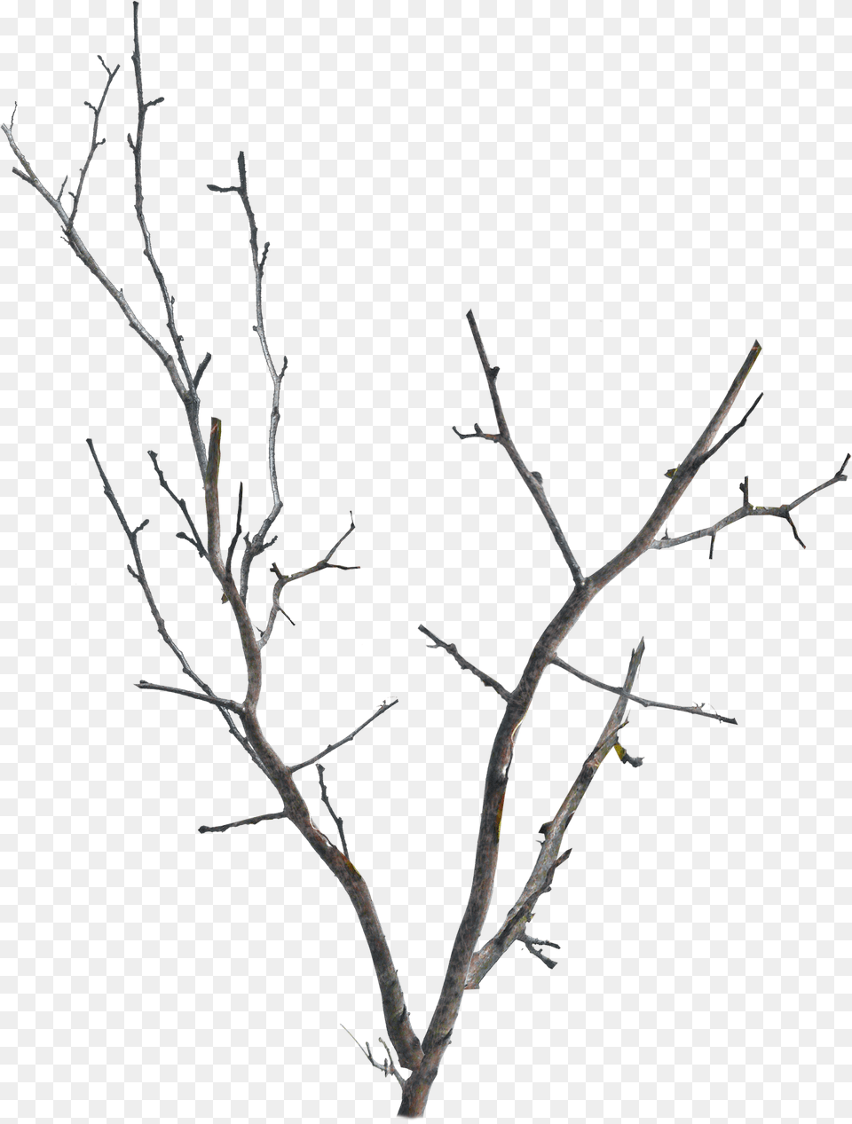 Twig, Plant, Nature, Night, Outdoors Free Png