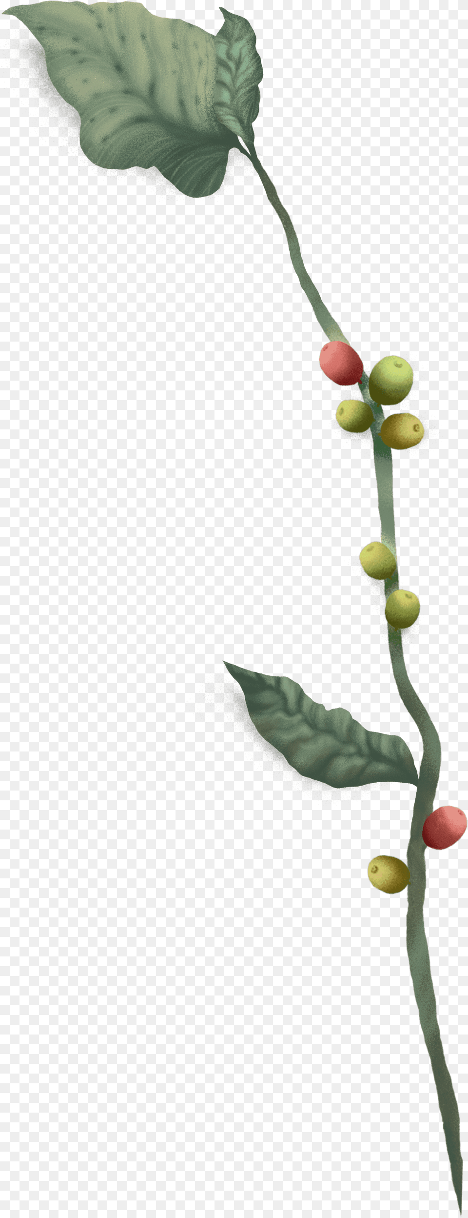 Twig, Plant, Sprout, Bud, Flower Png