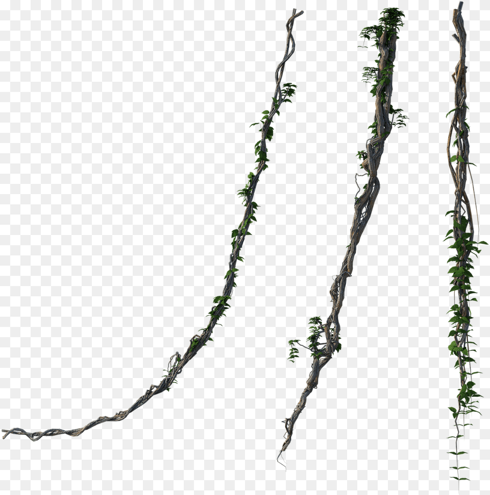 Twig, Plant, Vine, Root, Ivy Png