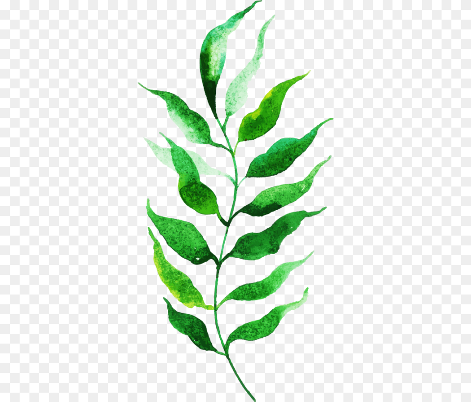 Twig, Herbal, Herbs, Leaf, Plant Free Transparent Png