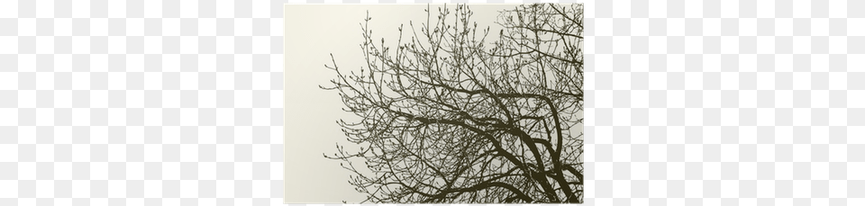 Twig, Plant, Silhouette, Tree, Nature Png Image