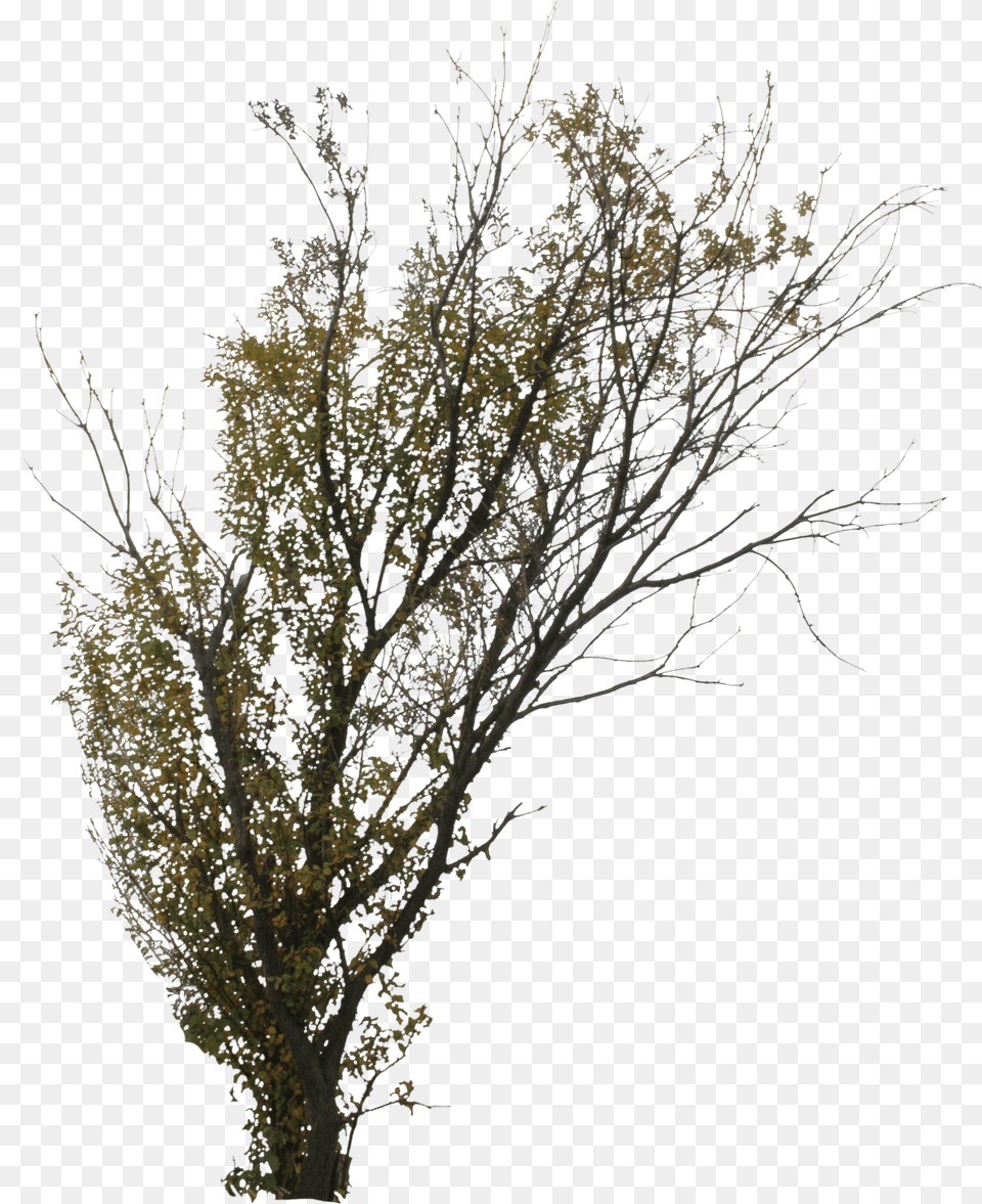 Twig, Flower, Flower Arrangement, Plant, Tree Png