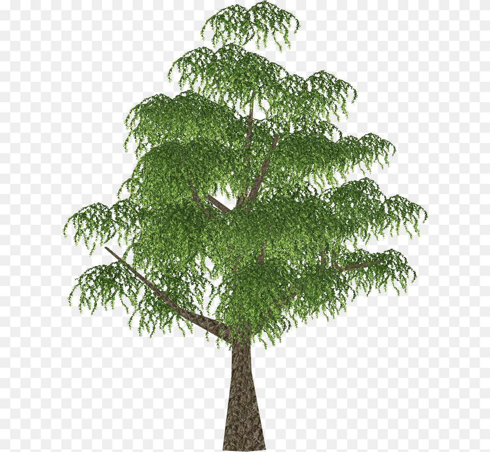 Twig, Conifer, Green, Plant, Potted Plant Free Transparent Png