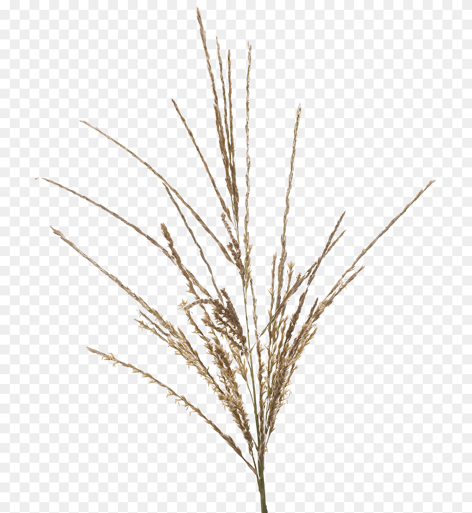 Twig, Grass, Plant, Agropyron, Food Png