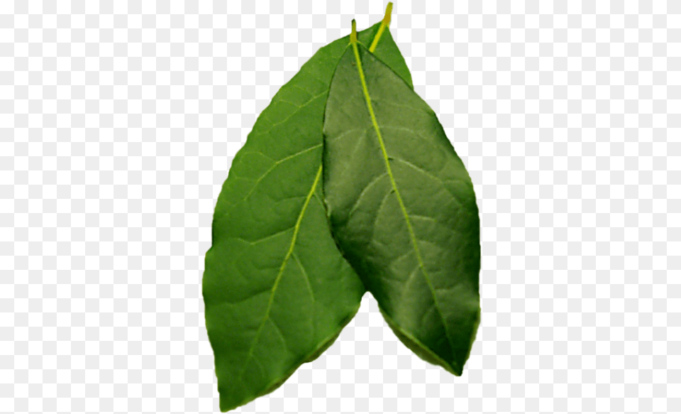 Twig, Leaf, Plant, Tree Png Image