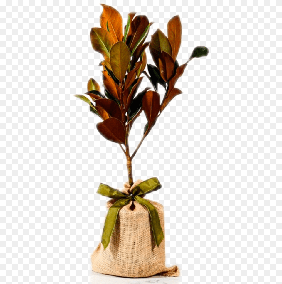 Twig, Bag, Leaf, Plant, Potted Plant Png Image
