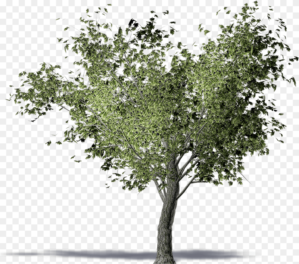 Twig American Elm Olive Tree Computer Aided Design Olive Tree 3d, Plant, Tree Trunk, Oak, Sycamore Free Png