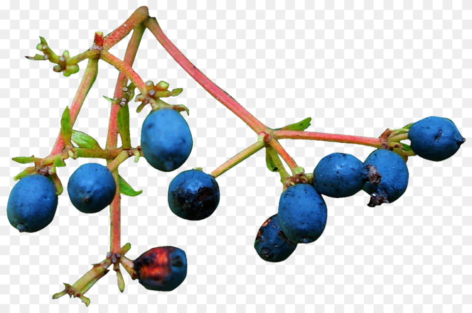 Twig And Berries, Berry, Blueberry, Food, Fruit Png