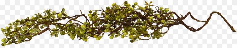 Twig Berry Vine Green 48 Acacia Greggii, Moss, Plant, Tree, Seaweed Free Png