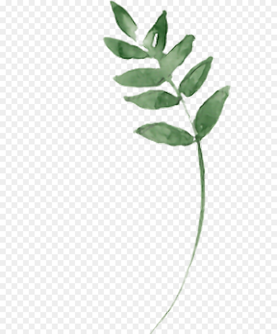 Twig Branches Branch Aquarelle Leaf Leaves Green Bay Laurel, Plant, Astragalus, Flower, Herbal Free Png Download