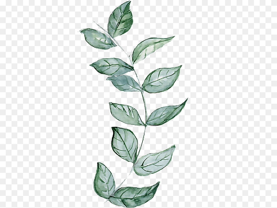 Twig Branches Branch Aquarelle Leaf Leaves Twig, Herbal, Herbs, Plant, Mint Free Png