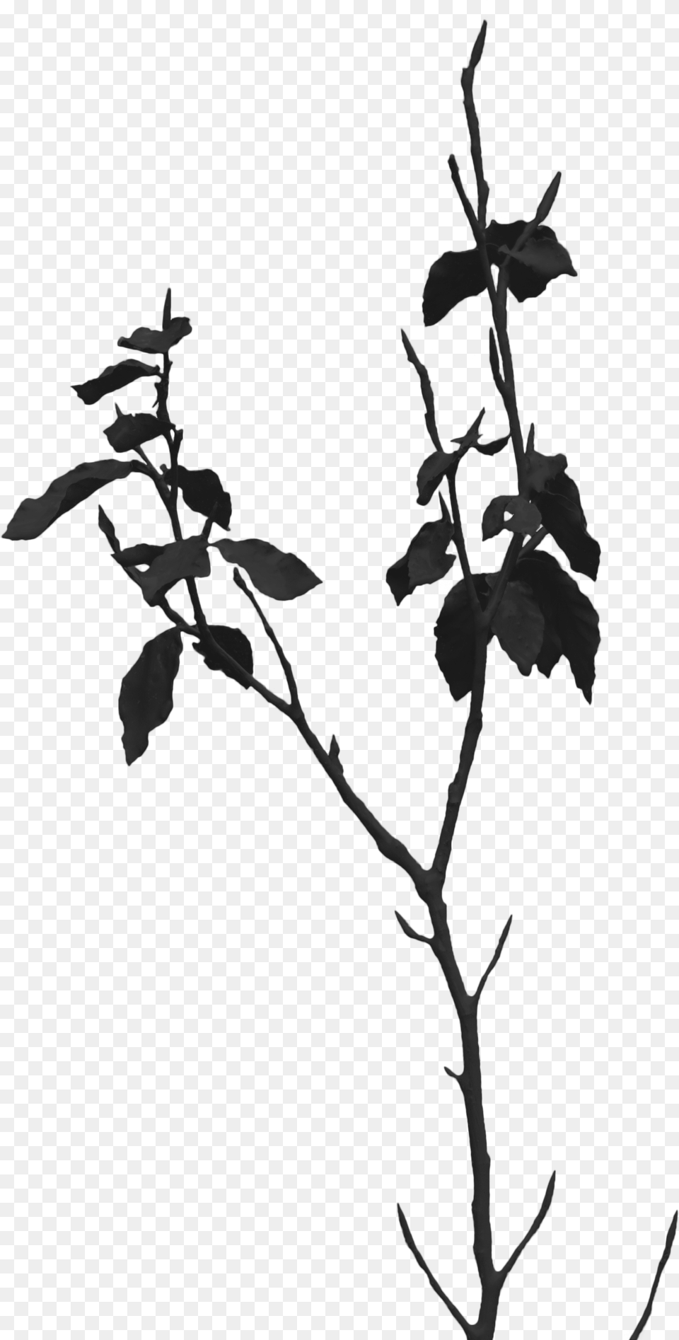 Twig Download Twig, Silhouette, Plant Free Transparent Png
