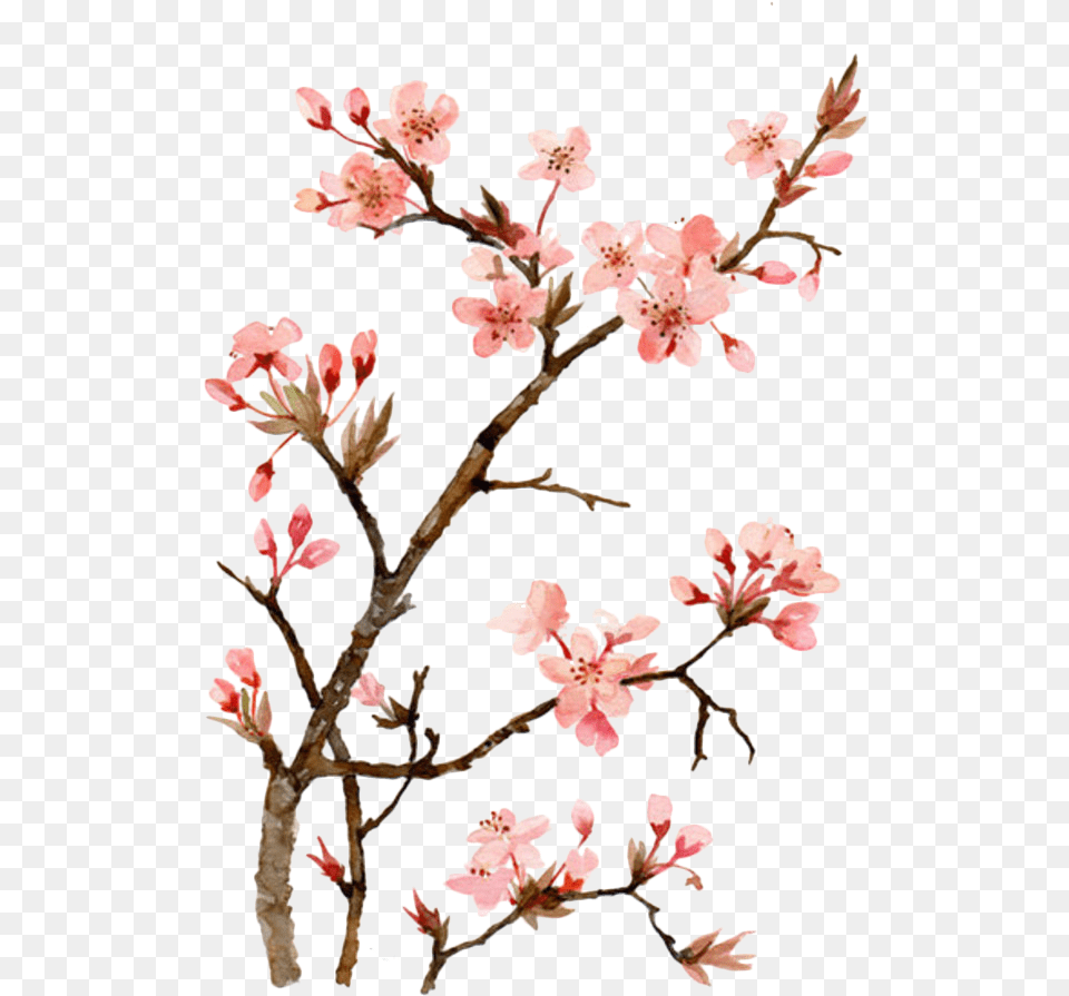 Twig Drawing Cherry Blossom Japanese Cherry Blossom Flower Painting, Plant, Cherry Blossom, Petal Png Image