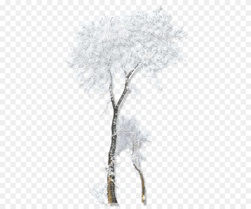 Twig Drawing Winter Belvedere Vodka Tube Arbre Hiver, Frost, Ice, Nature, Outdoors Png Image