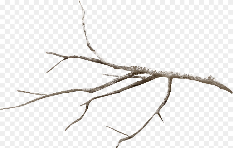Twig Tree Branch Leaf Flower Branch, Plant, Root, Wood Png