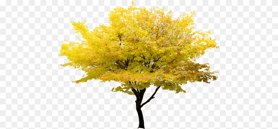 Twig Tree Maple Yellow Clipart Hd U2013 Transparent Background Maple Tree, Leaf, Plant Free Png Download