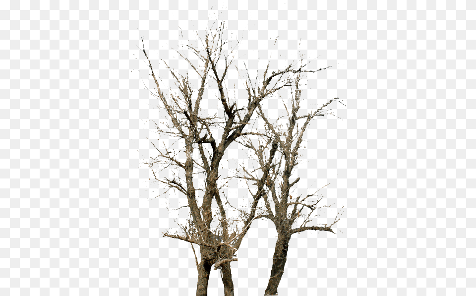 Twig Tree Winter Tree, Wood, Plant, Tree Trunk, Outdoors Free Png