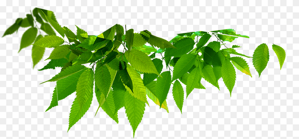 Twig Vector Leaf Green Leaf, Plant, Tree Free Transparent Png