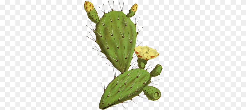 Twilight Prickly Pear Cactus Botanical Illustration, Plant Free Png