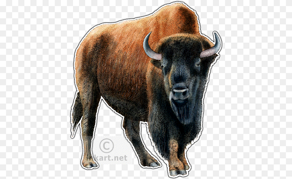 Twin Drawing Bison Transparent Kansas State Animal, Buffalo, Mammal, Wildlife, Cattle Png
