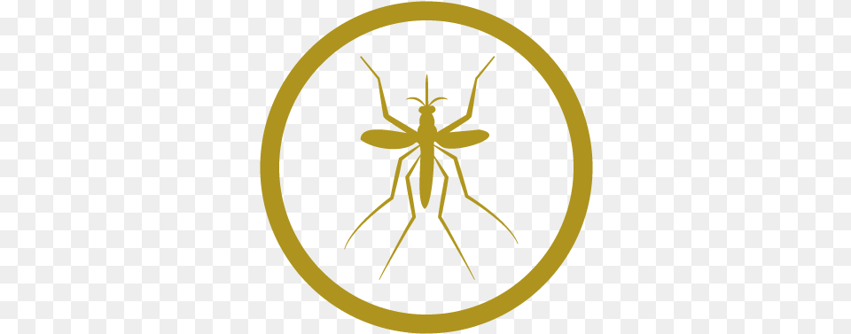 Twin Falls County Pest Abatement District Parasitism, Animal, Bee, Insect, Invertebrate Png Image