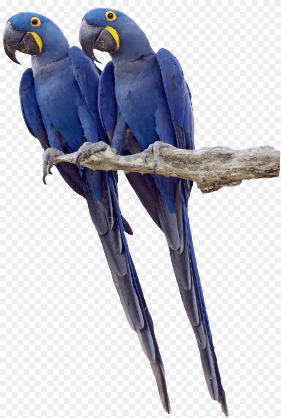 Twin Twins Parrot Parrots Tropicalbird Tropical Twin Parrots, Animal, Bird, Macaw Free Png Download