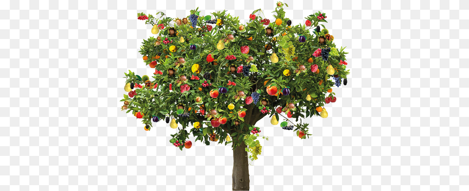 Twining Tree Imagens De Angiospermas, Potted Plant, Plant, Produce, Fruit Free Transparent Png