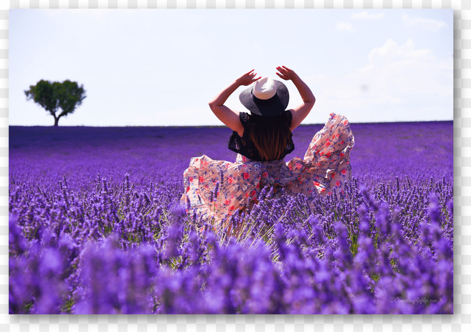 Twirling Away In Ocean Of Lavender In Provence Provence, Purple, Plant, Flower, Person Free Png
