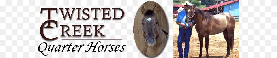 Twisted Creek Quarter Horses For Sale Franklin Nc North North Carolina, Animal, Colt Horse, Horse, Mammal Free Transparent Png