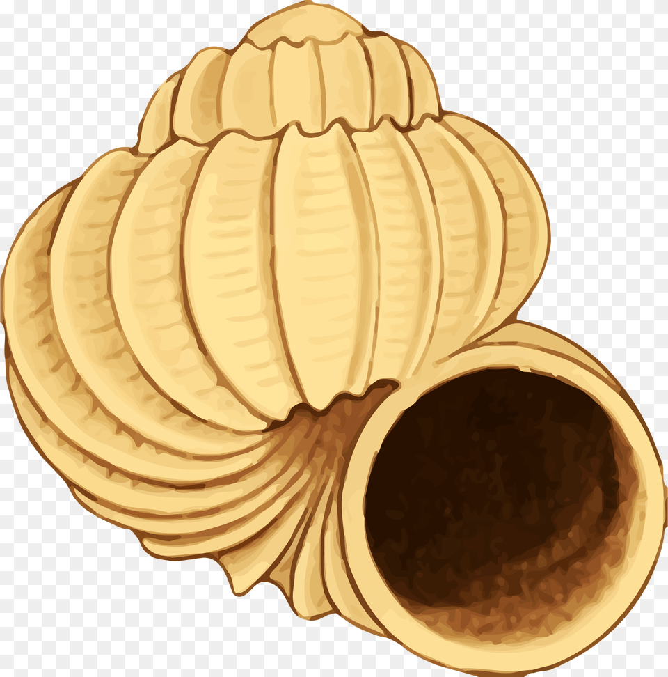 Twisting Conch Shell Vector Clipart Image, Animal, Clam, Food, Invertebrate Png