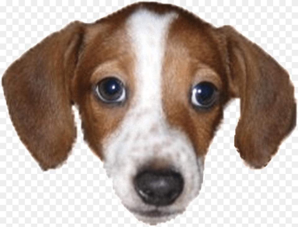 Twitch Dog Emote, Animal, Canine, Hound, Mammal Png Image