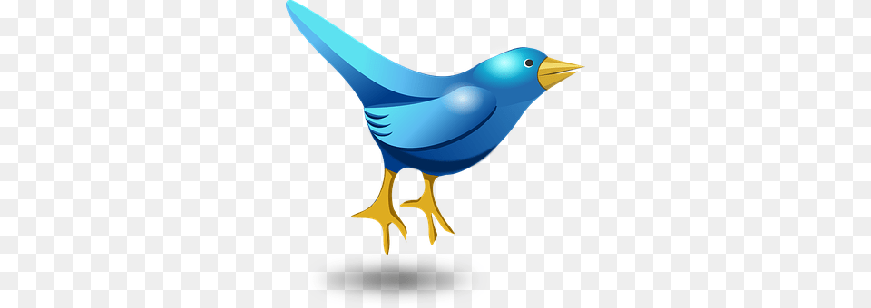 Twitter Animal, Beak, Bird, Jay Free Png Download