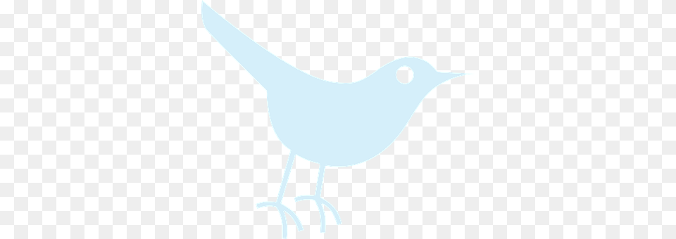 Twitter Animal, Bird, Blackbird, Beak Free Png