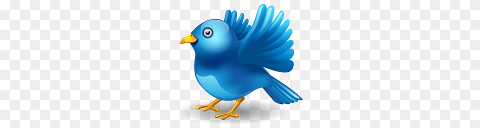 Twitter, Animal, Bird, Jay, Bluebird Png