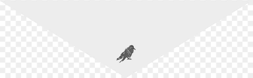 Twitter, Animal, Bird, People, Person Free Transparent Png